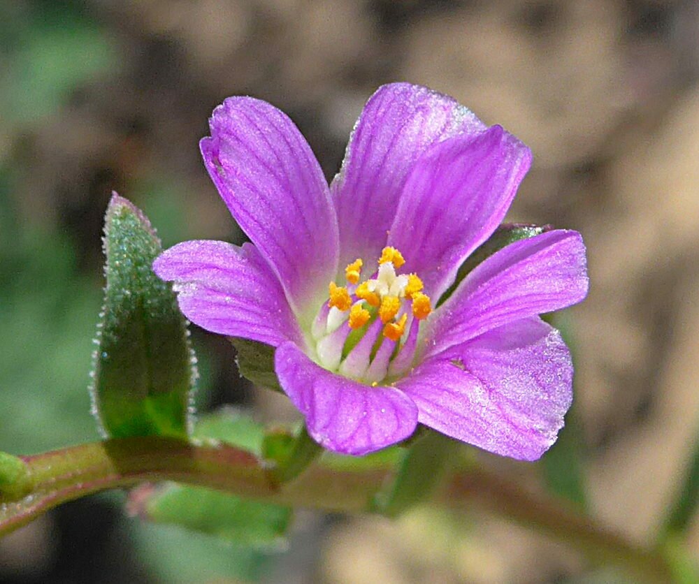 High Resolution Calandrinia menziesii Flower